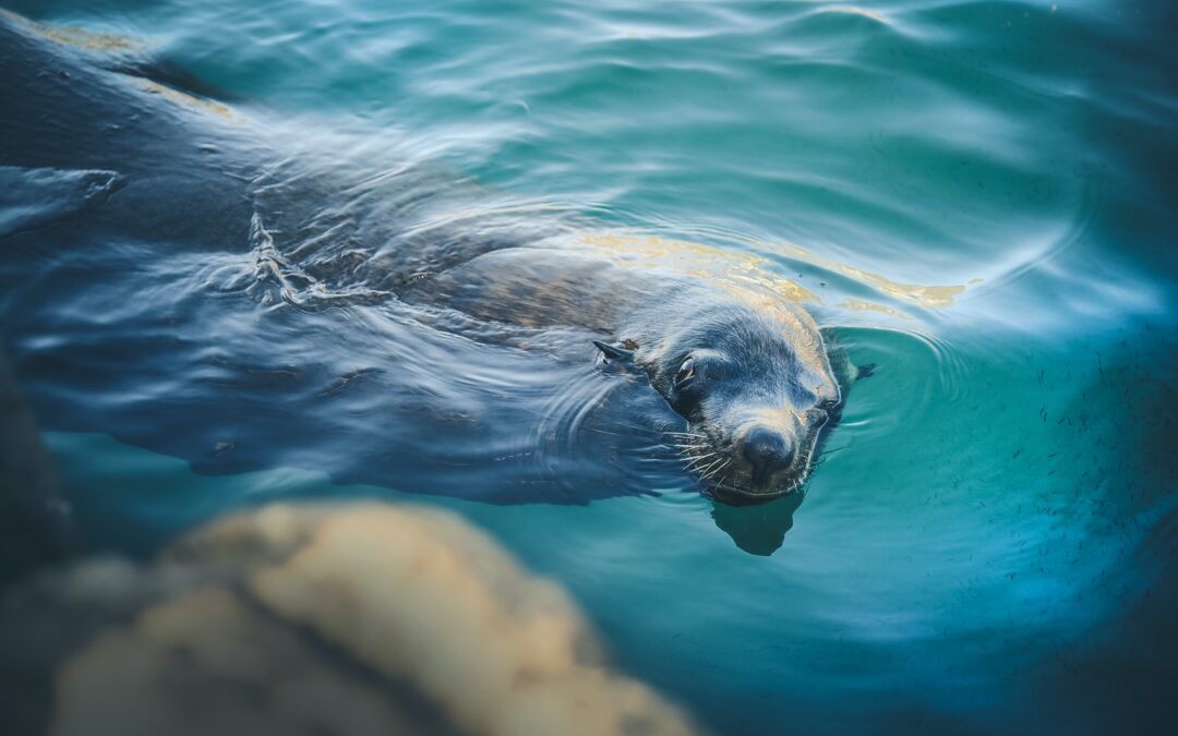 Miami Seaquarium – Hug Your Special Mammal Friends!