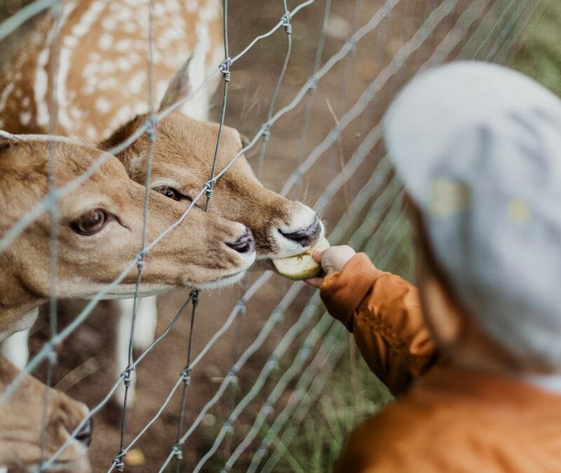 Zoo Miami – Your wildest dream!